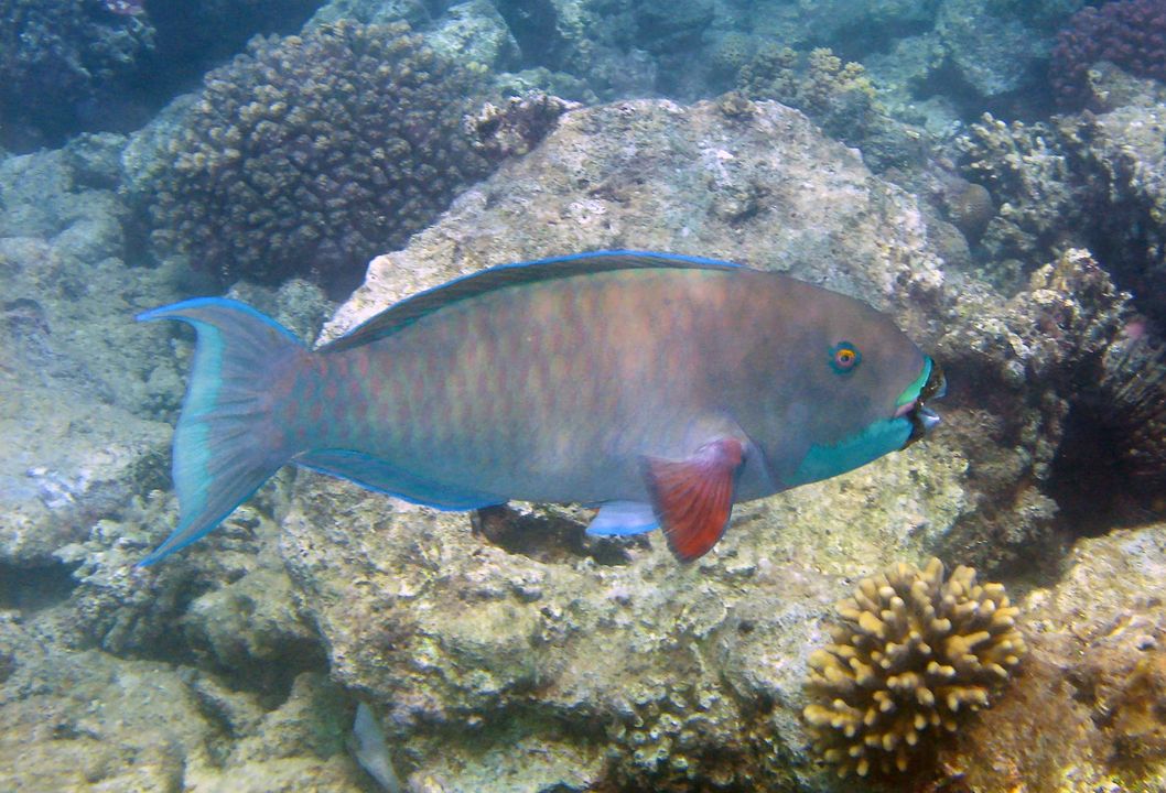 Chlorurus genazonatus
