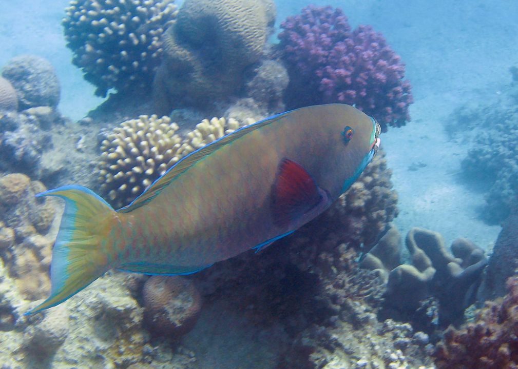 Chlorurus genazonatus