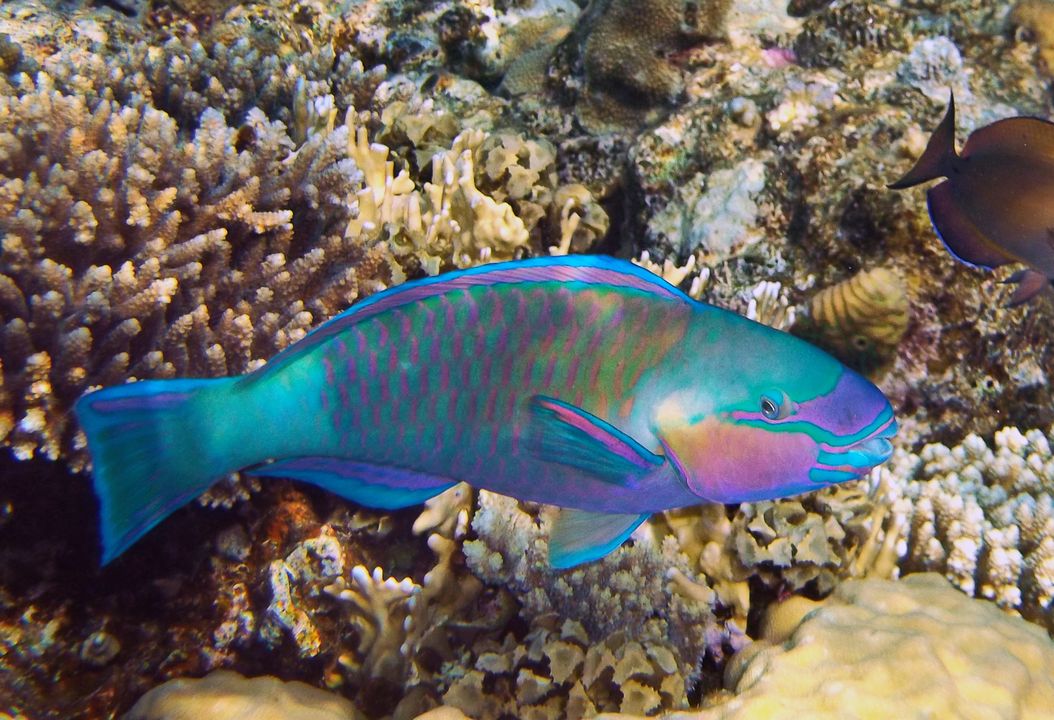 Chlorurus sordidus