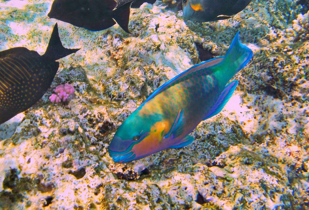 Chlorurus sordidus