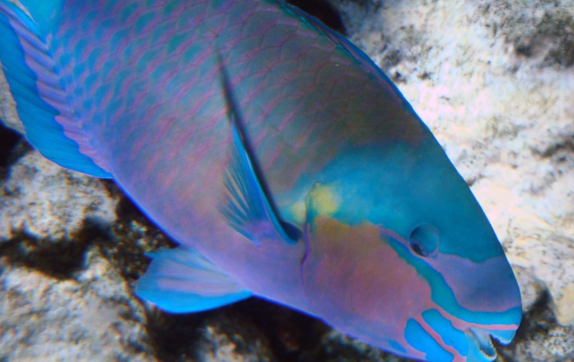 Chlorurus sordidus