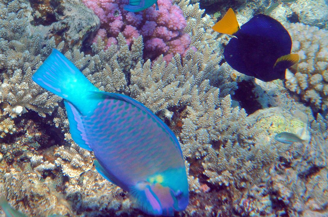 Chlorurus sordidus