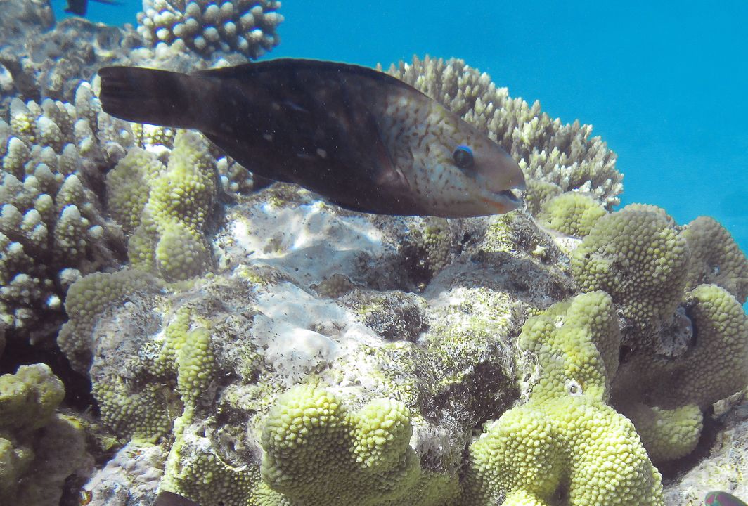 Chlorurus sordidus