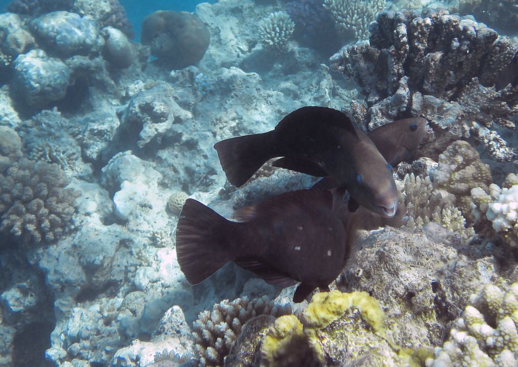 Chlorurus sordidus