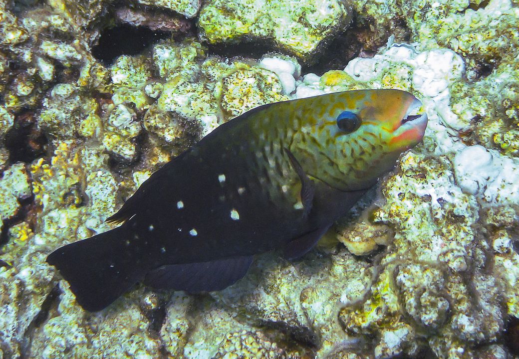 Chlorurus sordidus