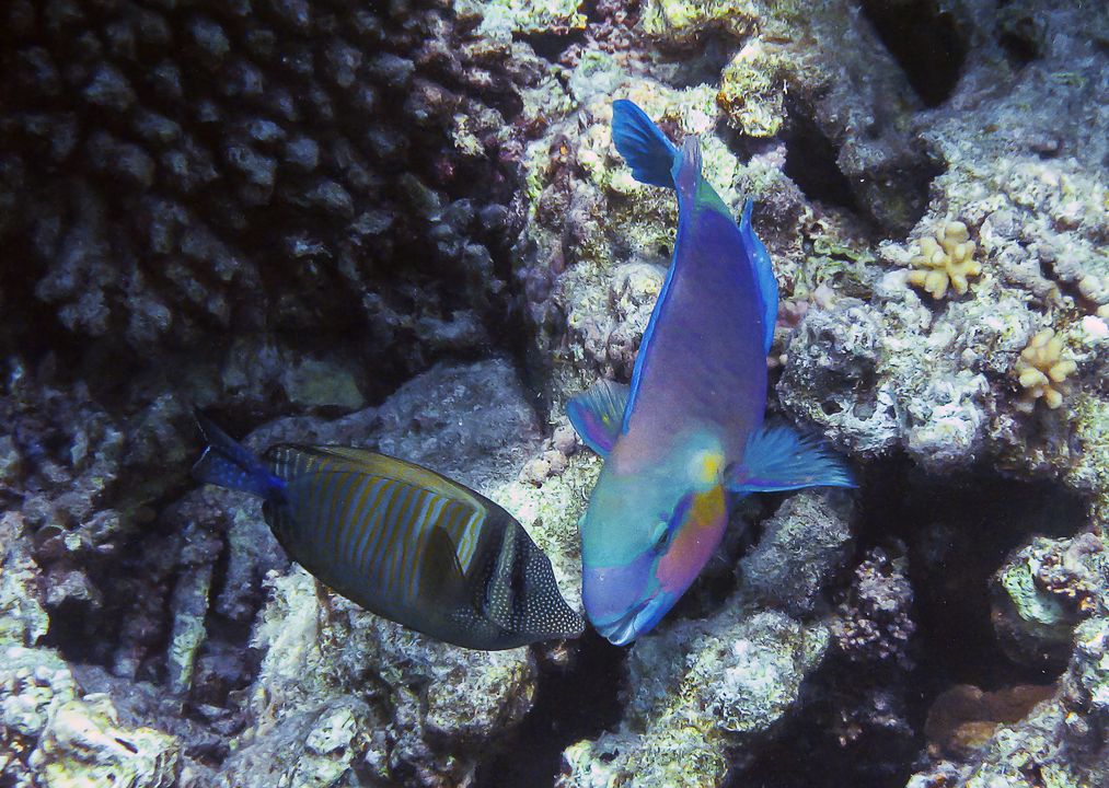 Chlorurus sordidus