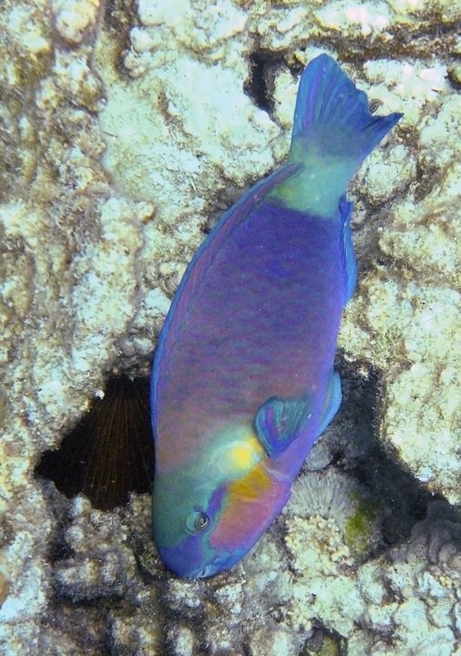 Chlorurus sordidus