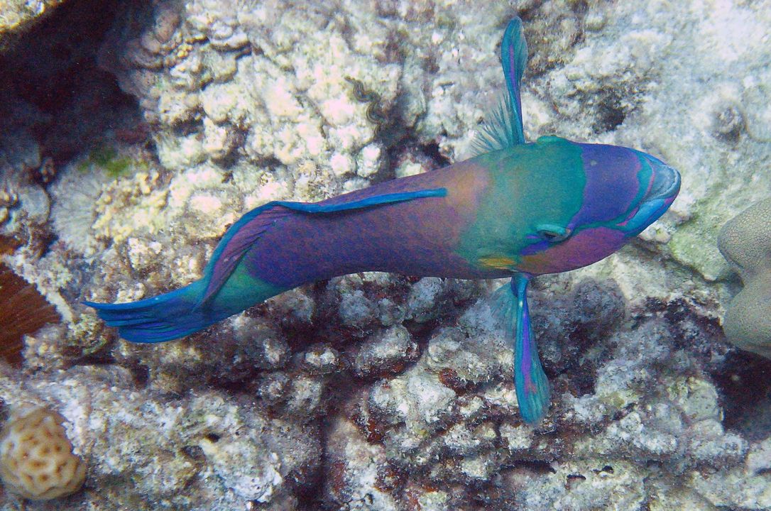 Chlorurus sordidus