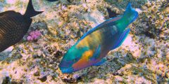 Chlorurus sordidus