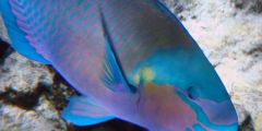 Chlorurus sordidus