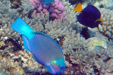 Chlorurus sordidus