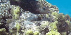 Chlorurus sordidus