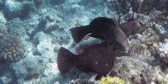 Chlorurus sordidus