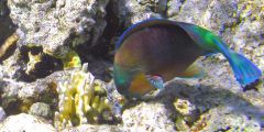 Chlorurus sordidus