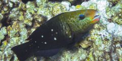 Chlorurus sordidus