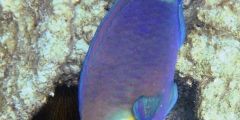 Chlorurus sordidus