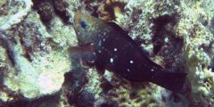 Chlorurus sordidus