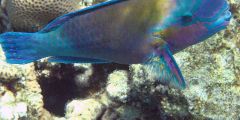 Chlorurus sordidus