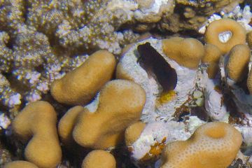 Cirripectes filamentosus