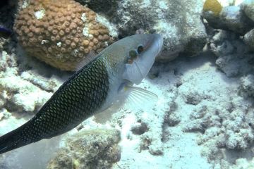 Coris aygula (female)