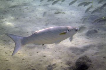 Crenimugil crenilabis