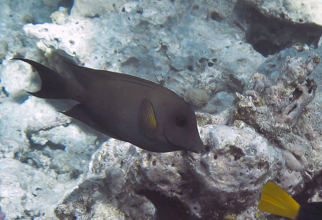 Ctenochaetus striatus