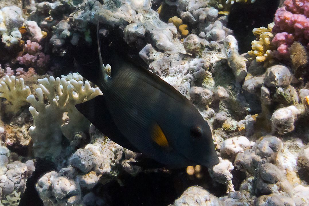 Ctenochaetus striatus