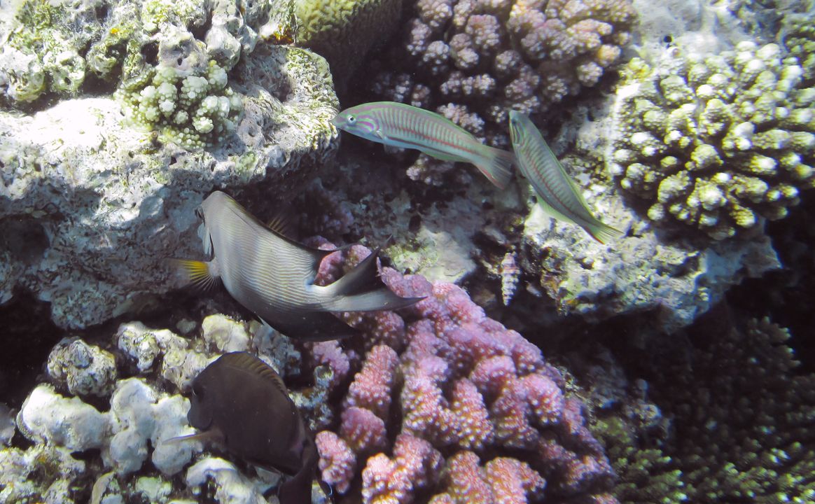 Ctenochaetus striatus