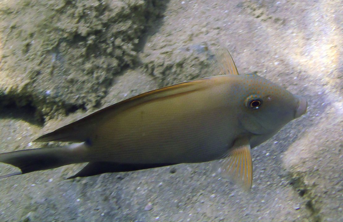 Ctenochaetus striatus