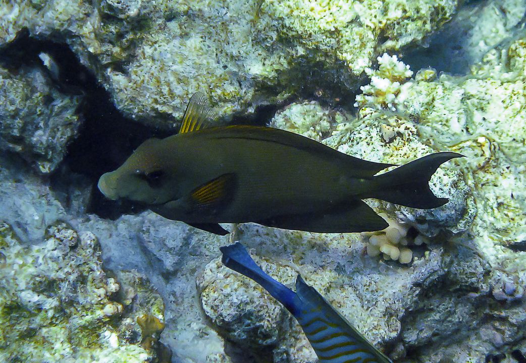 Ctenochaetus striatus