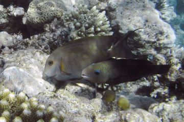 Ctenochaetus striatus