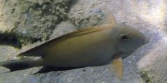 Ctenochaetus striatus