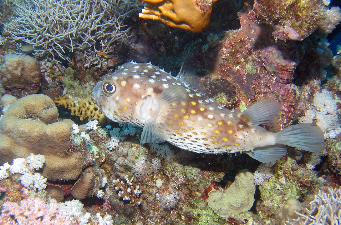 Cyclichthys spilostylus