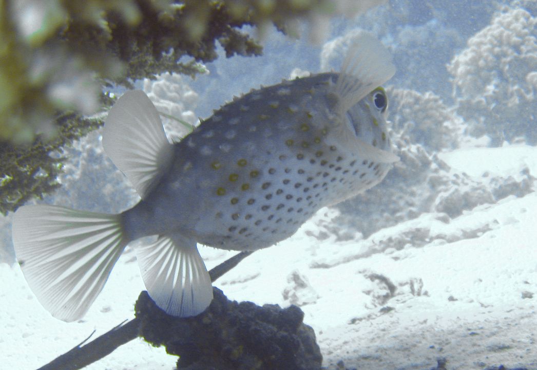 Cyclichthys spilostylus