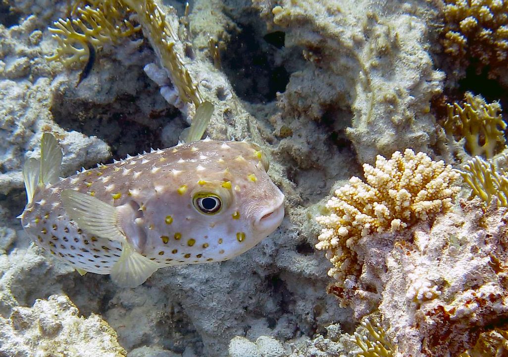 Cyclichthys spilostylus