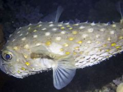 Cyclichthys spilostylus