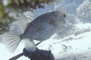 Cyclichthys spilostylus
