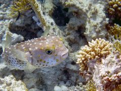 Cyclichthys spilostylus