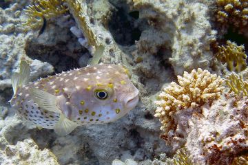 Cyclichthys spilostylus