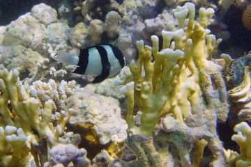 Dascyllus aruanus