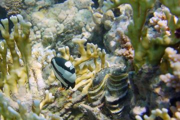 Dascyllus aruanus