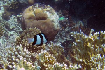Dascyllus aruanus