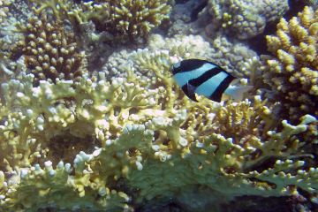 Dascyllus aruanus