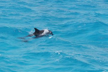 Tursiops truncatus