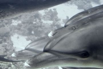 Tursiops truncatus