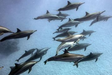 Delphinus capensis