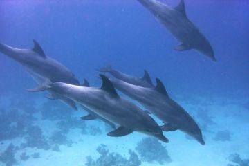 Tursiops truncatus