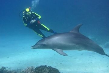 Tursiops truncatus
