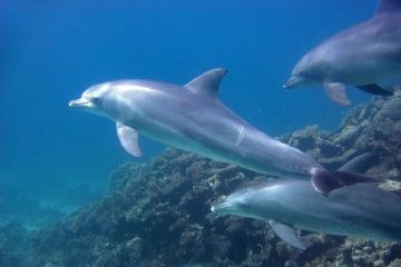 Tursiops truncatus