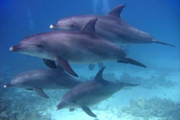 Tursiops truncatus